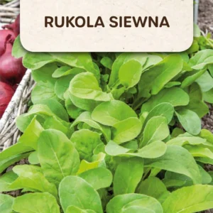 RUKOLA SIEWNA śródziemnomorska aromatyczna pikantna