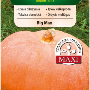 Dynia olbrzymia BIG MAX