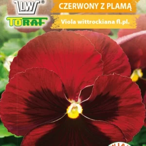 Bratek wielkokwiatowy czerwony z plamą