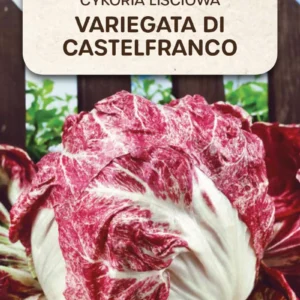 Cykoria liściowa Variegata di Castelfranco na apetyt i trawienie