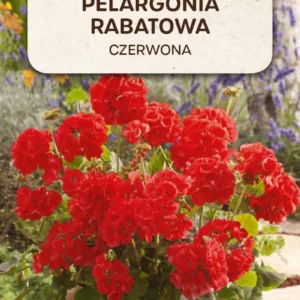 Pelargonia rabatowa CZERWONA