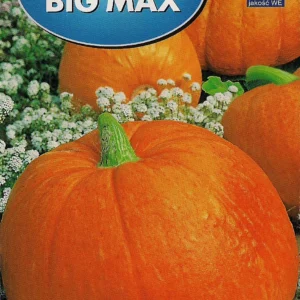 Dynia BIG MAX olbrzymia, typ halloween