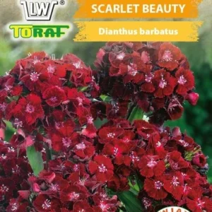 Goździk brodaty SCARLET BEAUTY czerwony roślina dwuletnia