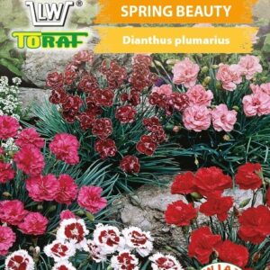 Goździk pierzasty mieszanka Spring Beauty, pachnący