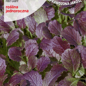 MUSZTARDOWIEC CZERWONY Red mustard gorczyca sarepska