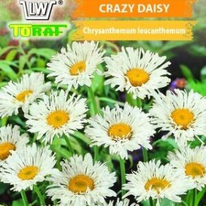 Złocień właściwy Crazy Daisy postrzępione płatki