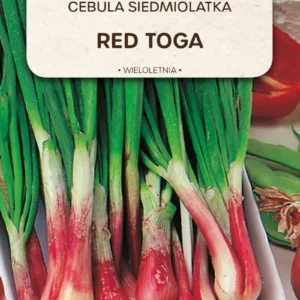 Cebula siedmiolatka Red Toga czerwona wieloletnia