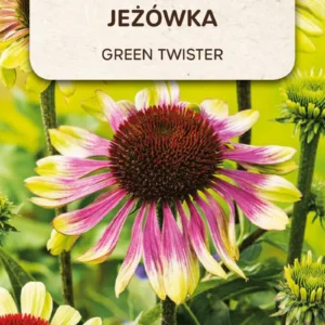 Jeżówka GREEN TWISTER różowe płatki, limonkowe końcówki