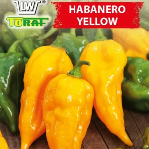 Papryka Habanero Yellow ostra żółta 300 000 Scaville’a