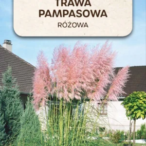 Trawa pampasowa różowa