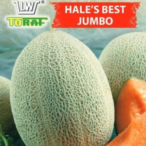 Melon Hale’s Best Jumbo średnio późny uprawa w szklarni w gruncie