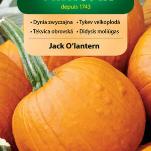 Dynia JACK O`LANTERN w typie halloween