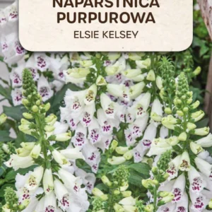 Naparstnica purpurowa ELSIE KELSEY biała z plamkami