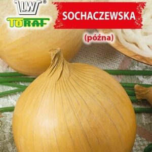 Cebula SOCHACZEWSKA późna do długiego przechowywania