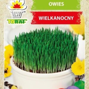 Owies wielkanocny